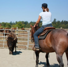 Barb riding horse in pen with buffalo - a real show of equine partnership